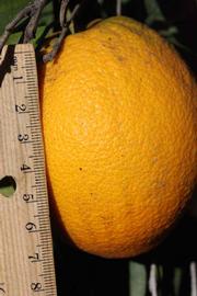            Fruit (Riverside, CA)   