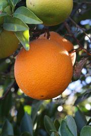            Fruit (Riverside, CA)   