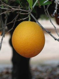            Fruit (Riverside, CA)   