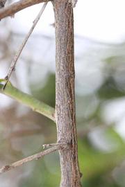              Second - third year twig (Riverside, CA)       