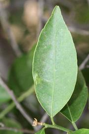              Unifoliolate leaf (Riverside, CA)       