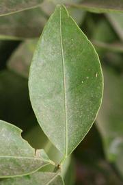              Unifoliolate leaf (Riverside, CA)       