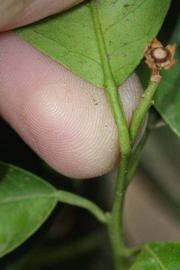              Petiole (Riverside, CA)       