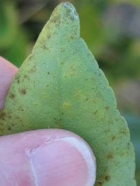              Margin (Winter Haven, FL)       