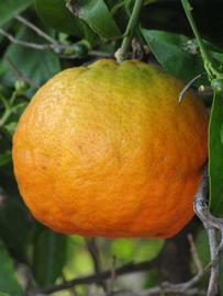            Fruit (Riverside, CA)   