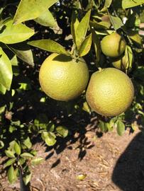            Fruit (Winter Haven, FL)   