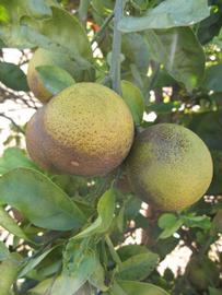            Fruit (Winter Haven, FL)   