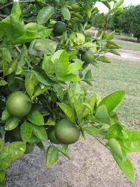              Sun leaves (Winter Haven, FL)       