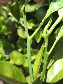            First year twig (Winter Haven, FL)   