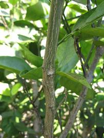              Second - third year twig (Winter Haven, FL)       