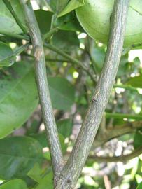              Second - third year twig (Winter Haven, FL)       