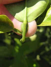              Petiole (Winter Haven, FL)       