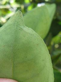              Margin (Winter Haven, FL)       