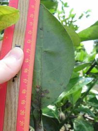              Unifoliolate leaf (Winter Haven, FL)       