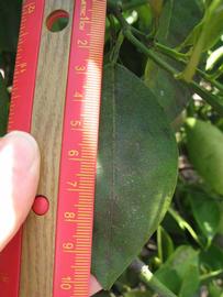              Unifoliolate leaf (Winter Haven, FL)       