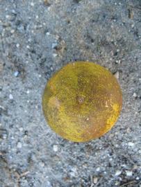            Fruit (Winter Haven, FL)   