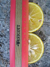            Fruit cross-section (Winter Haven, FL)   