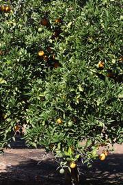            Habit (Riverside, CA)   