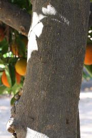            Bark (Riverside, CA)   