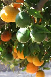            Fruit (Riverside, CA)   