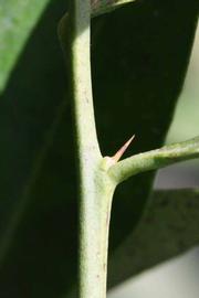            First year twig (Riverside, CA)   