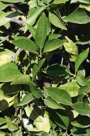              Sun leaves (Riverside, CA)       