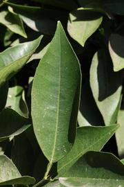              Unifoliolate leaf (Riverside, CA)       