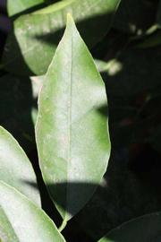              Unifoliolate leaf (Riverside, CA)       