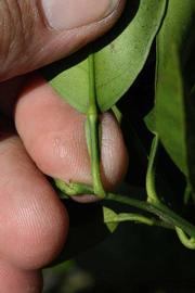              Petiole (Riverside, CA)       