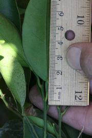              Unifoliolate leaf (Riverside, CA)       