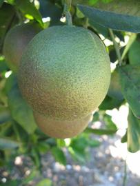            Immature fruit (Winter Haven, FL)   