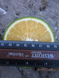            Fruit cross-section (Winter Haven, FL)   