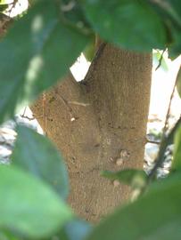              Bark (Winter Haven, FL)       