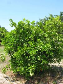            Habit (Winter Haven, FL)   