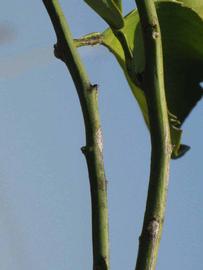            First year twig (Winter Haven, FL)   