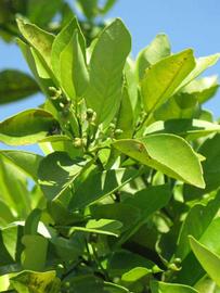              Sun leaves (Winter Haven, FL)       