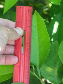              Unifoliolate leaf (Winter Haven, FL)       