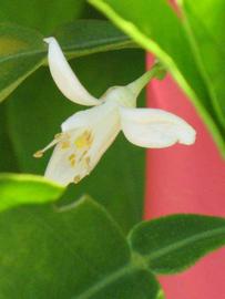               Flower (Winter Haven, FL)       