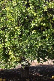            Habit (Riverside, CA)   