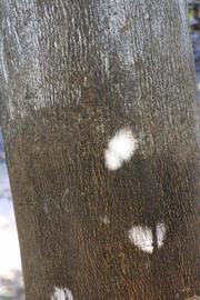            Bark (Riverside, CA)   