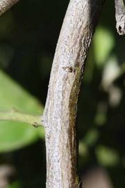              Second - third year twig (Riverside, CA)       