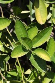              Sun leaves (Riverside, CA)       