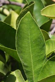              Margin (Riverside, CA)       