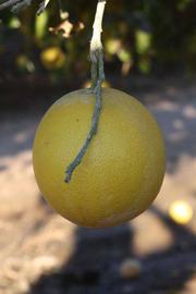            Fruit (Riverside, CA)   