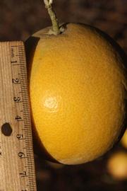            Fruit (Riverside, CA)   