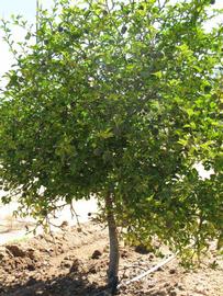            Habit (Riverside, CA)   