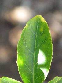              Margin (Riverside, CA)       