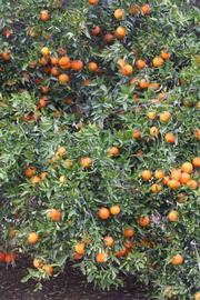            Habit (Riverside, CA)   