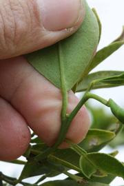              Petiole (Riverside, CA)       