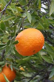            Fruit (Riverside, CA)   